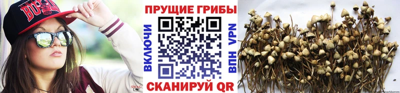 Купить где  Фокино  Псилоцибиновые грибы Psilocybe 